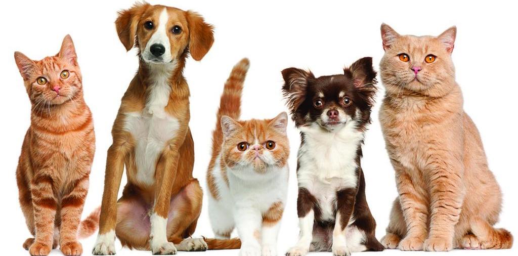 Доска объявлений о животных | ЗооТом - продажа, вязка и услуги для животных в Алексине