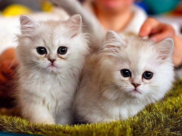 Породы кошек в Алексине | ЗооТом портал о животных