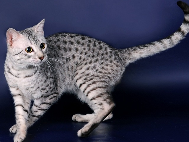 Породы кошек в Алексине | ЗооТом портал о животных