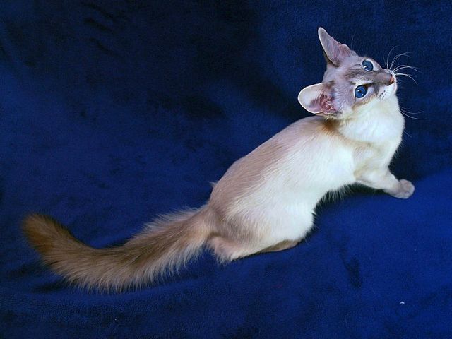 Выведенные породы кошек в Алексине | ЗооТом портал о животных