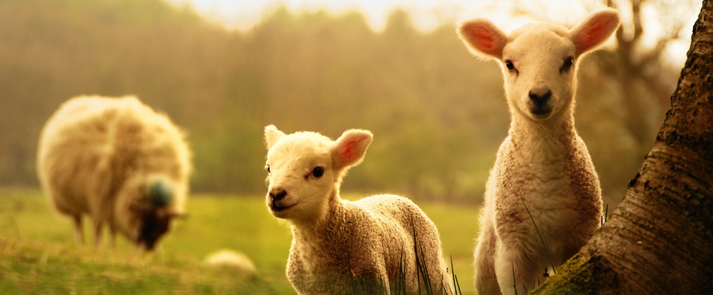 Объявления о сельскохозяйственных животных | ЗооТом - продажа, вязка и услуги для животных в Алексине