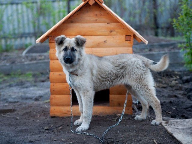 Все о собаках в Алексине